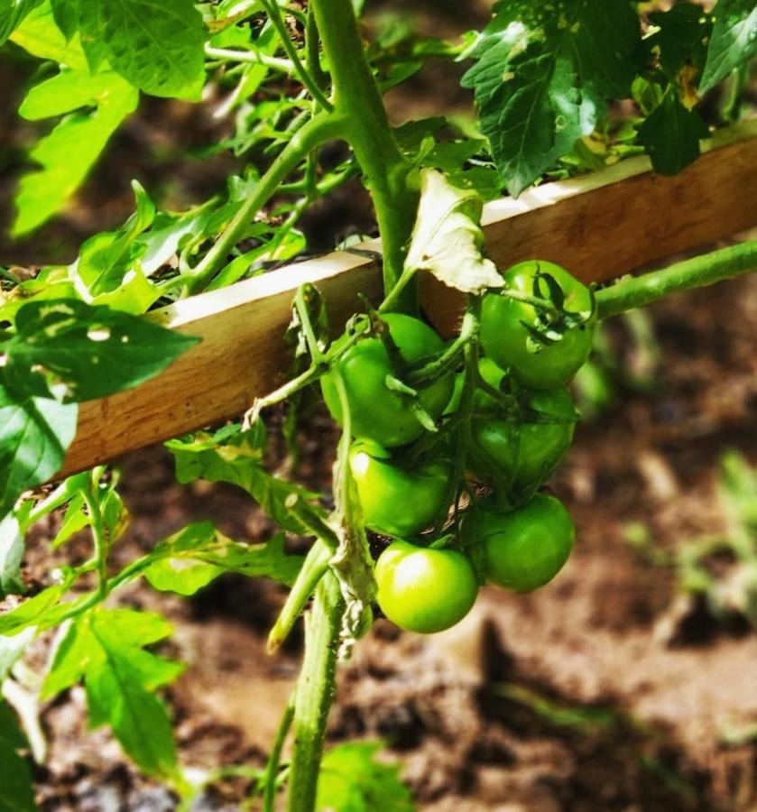 טקורונטה La Chimenea Verde מראה חיצוני תמונה